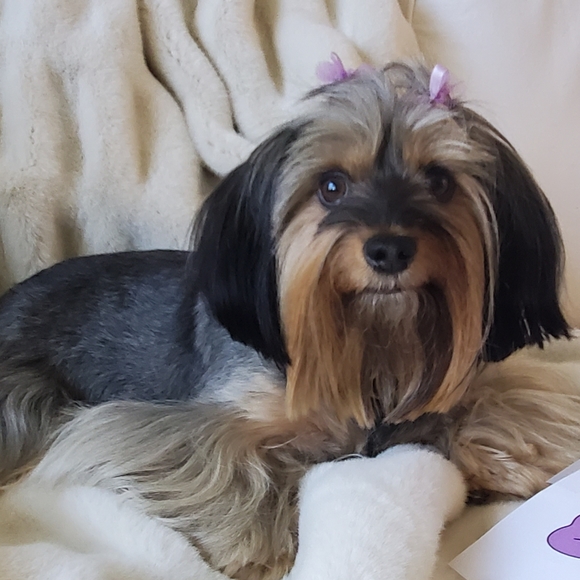 Meet your Posher, Tracie - Picture 3 of 5